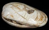 Wide Polished Fossil Clam - Jurassic #12078-1